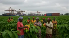 Ivory Coast's Cocoa Port Congestion and Cash Constraints Impact Global Cocoa Supply Chains