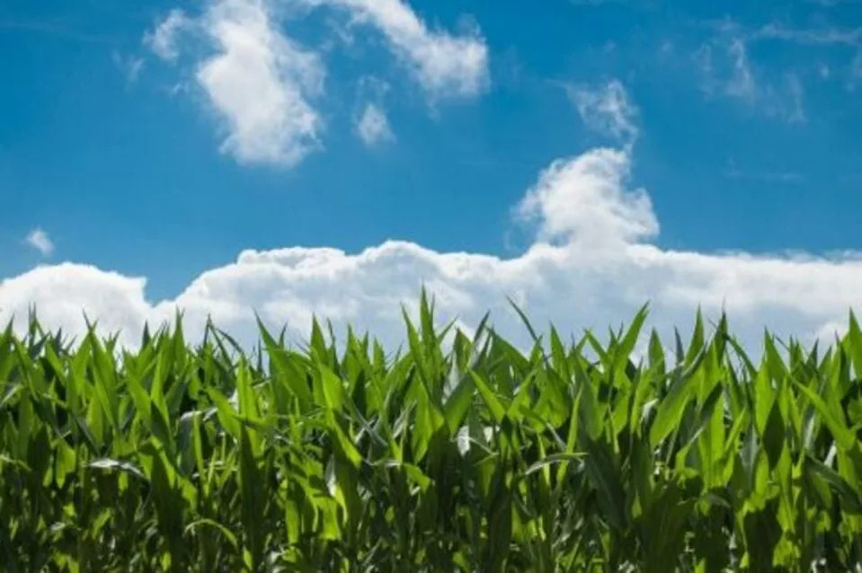 Corn's 